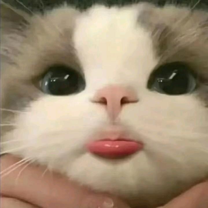 梓柠