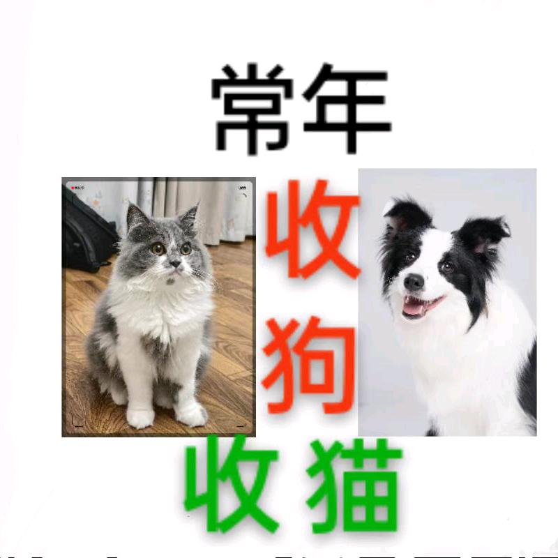 听闻我是个传奇（单身）未婚