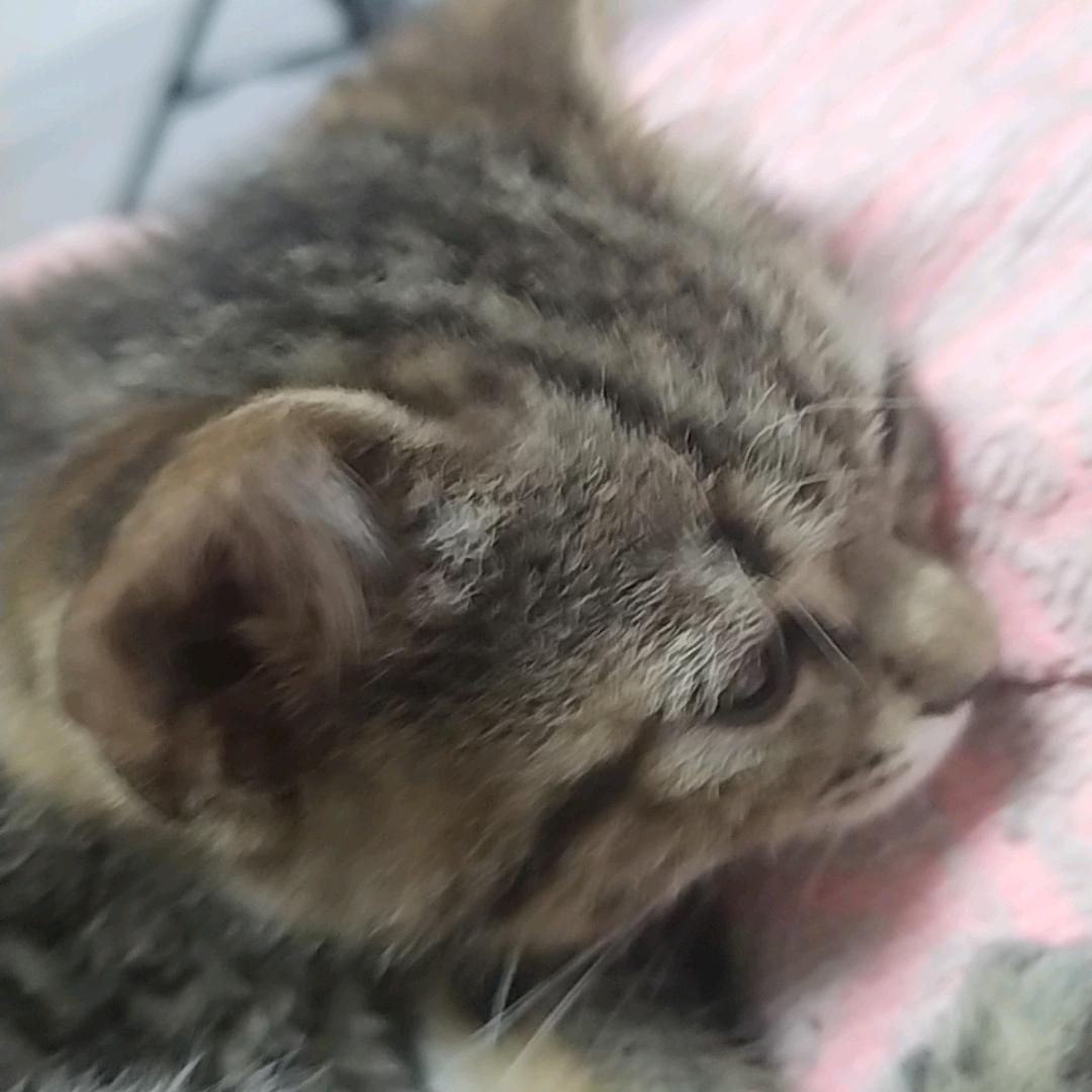 精神病和他的小猫