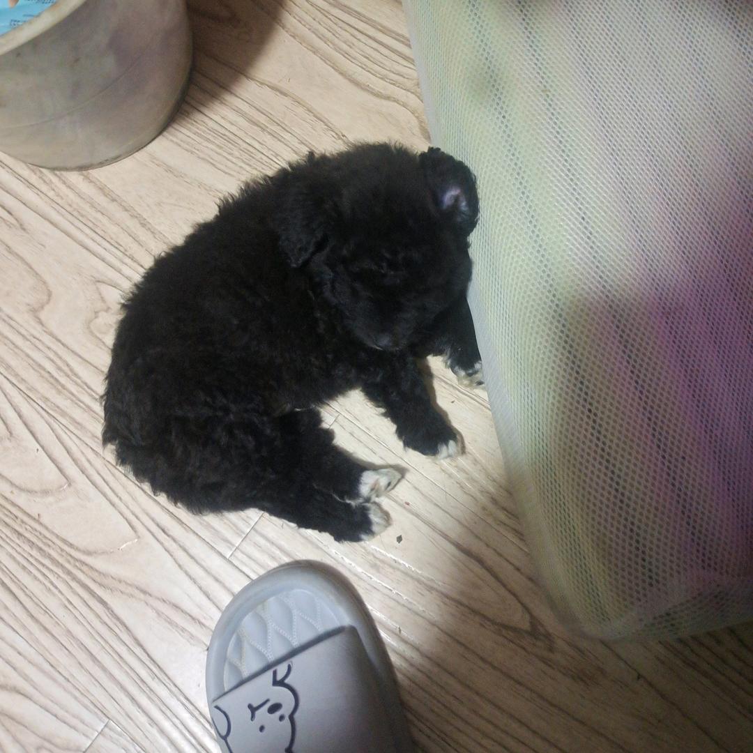 天龙的歌写的龙柱的