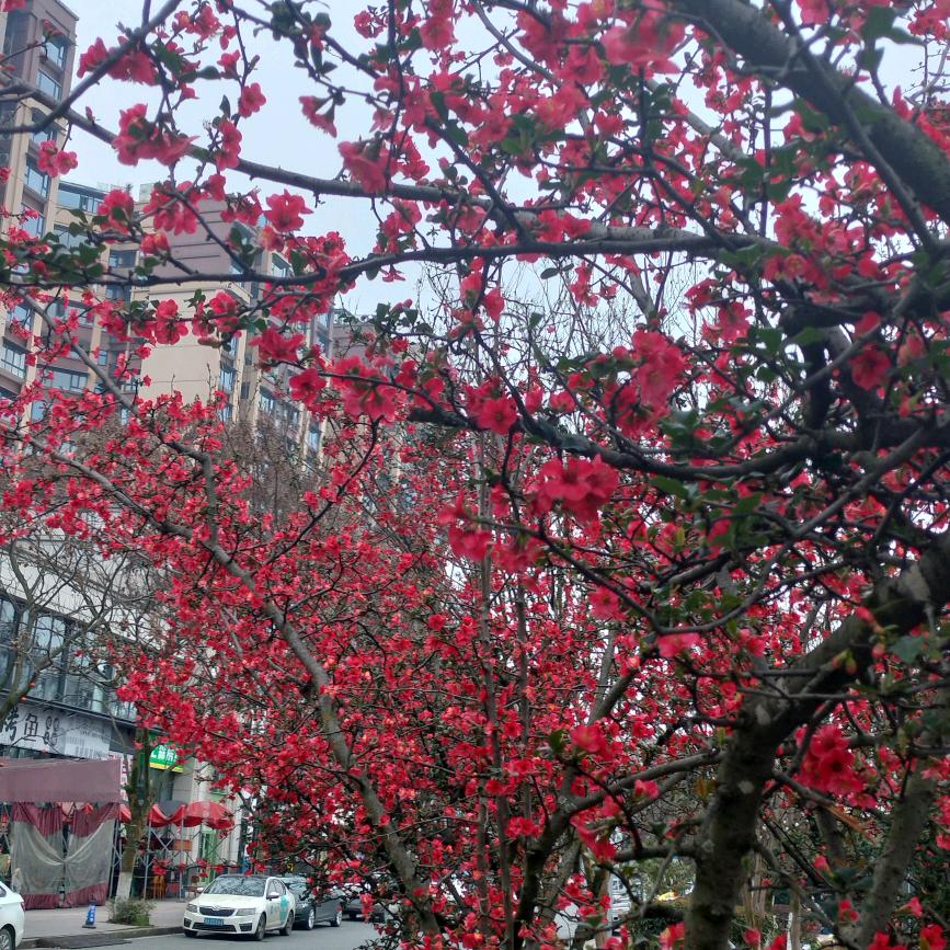 杨宜芳
