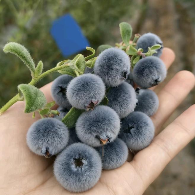 云南农姑娘农产品