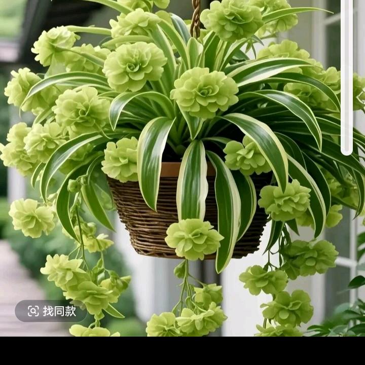 川妹，芹芹