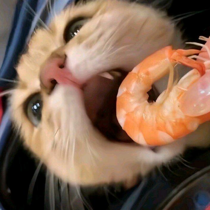 小猫钓钓鱼头像