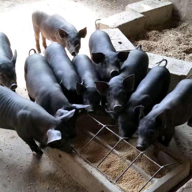 大型种猪繁育基地