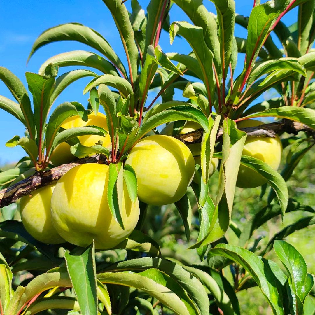 雷安龙六马蜂糖李种植