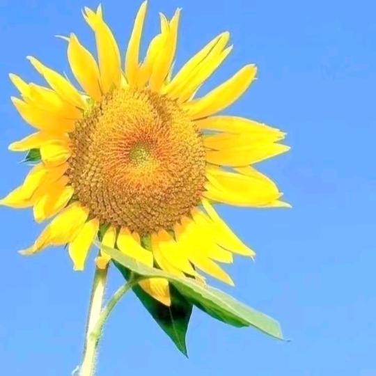 Y