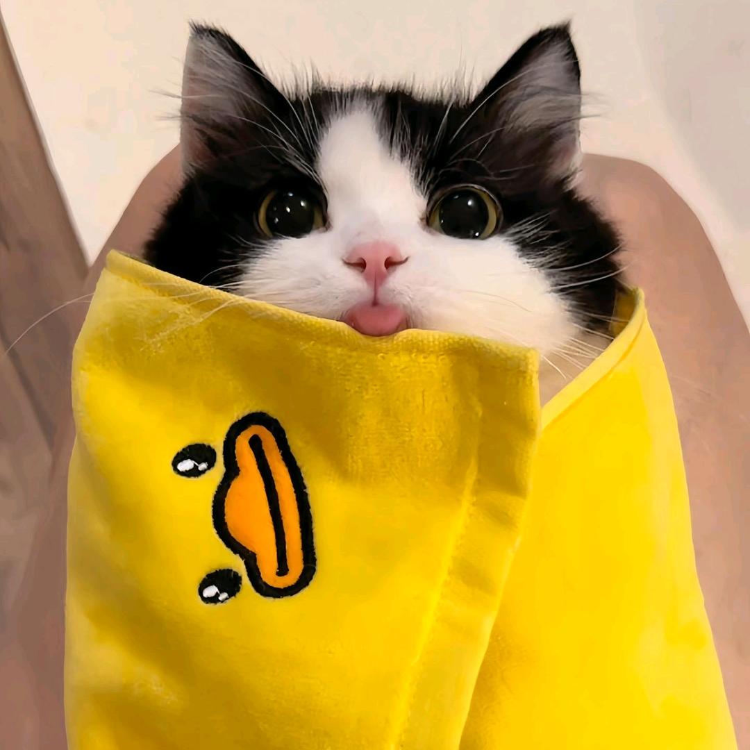 么凹猫