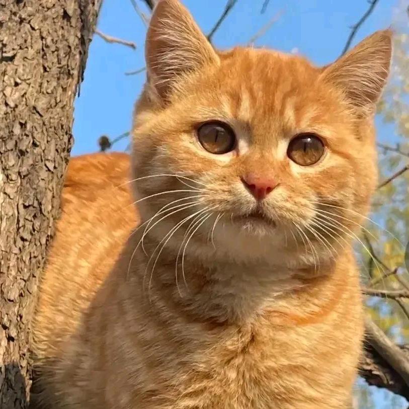 小猫🌸迷雾