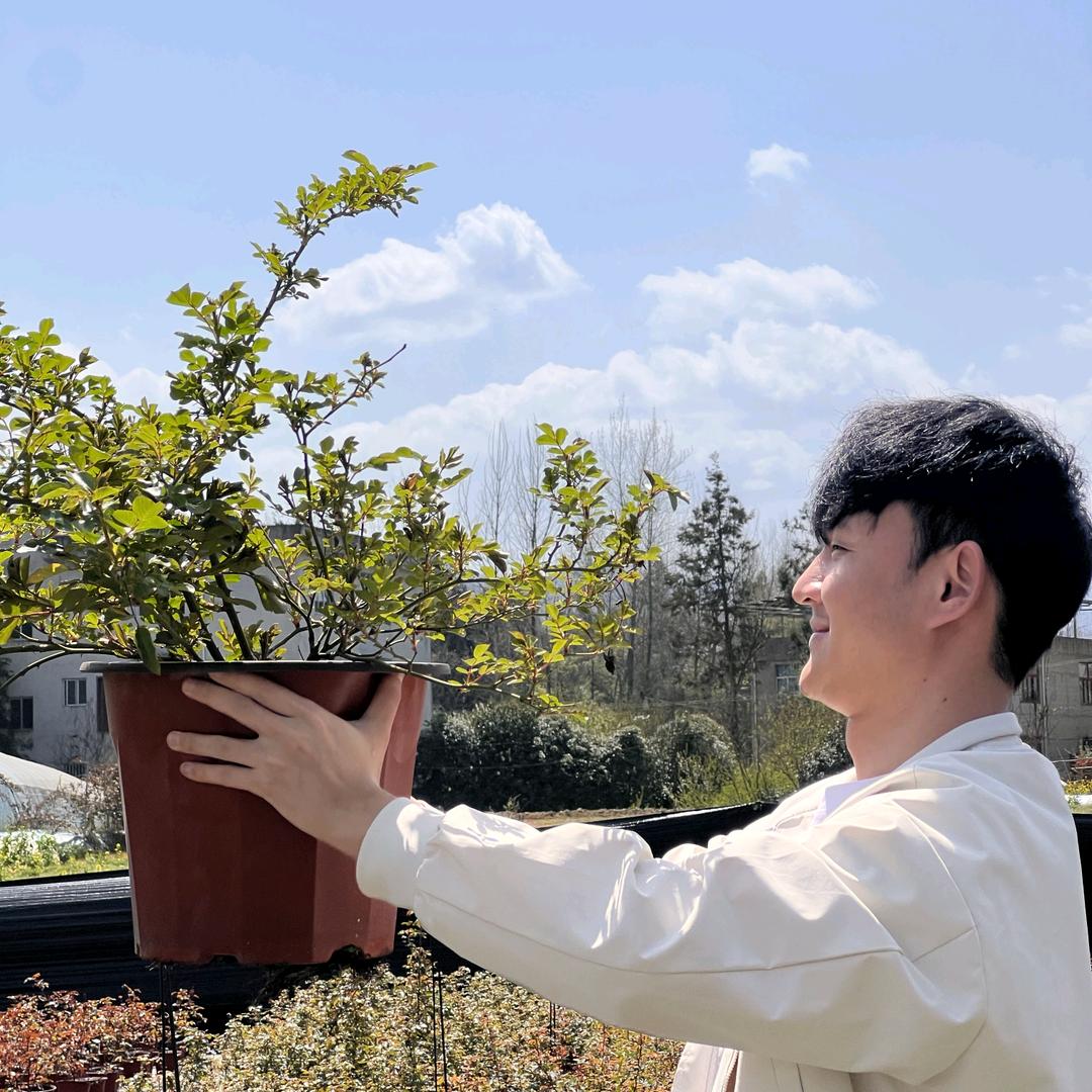 昱禾月季花（安师傅讲养护）