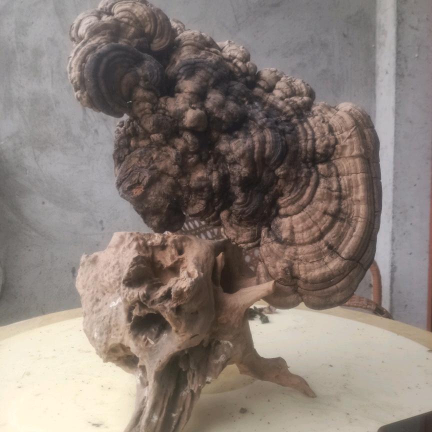 我家老公回来了。