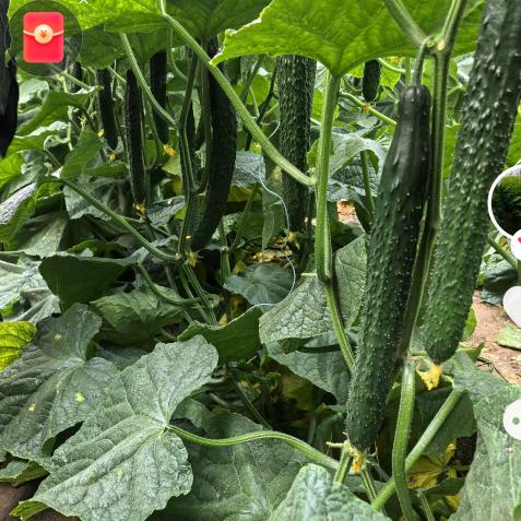 寿光科之润种苗五姐