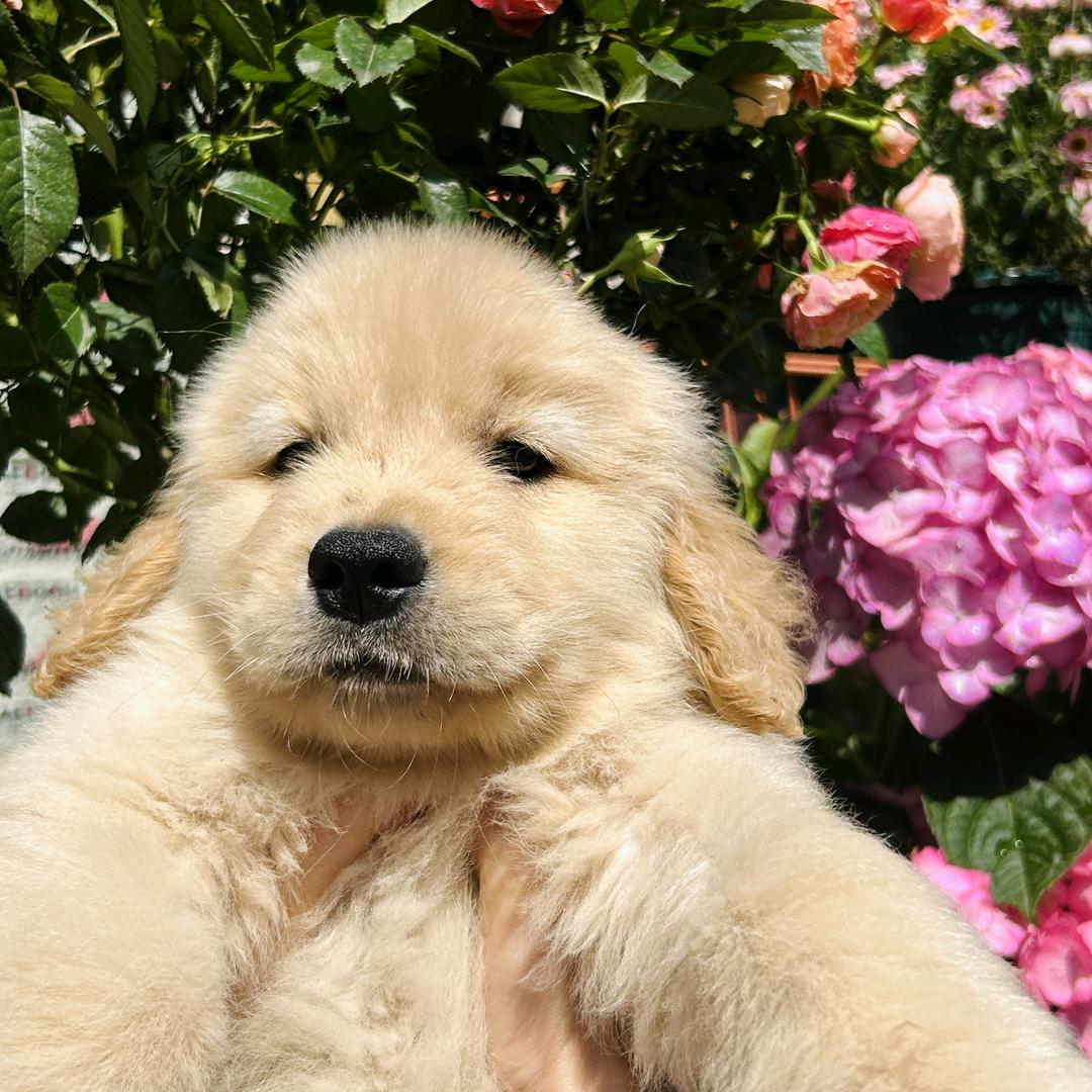 探宠计划零售店