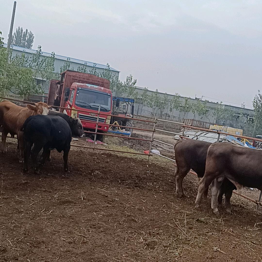 🐮装牛哦，打工的🐴👿