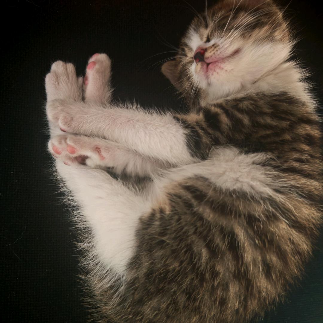 我小猫