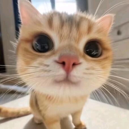 小Y.穿戴甲