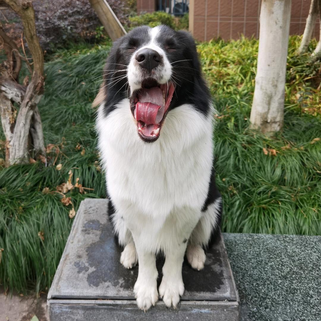 边牧黑狼