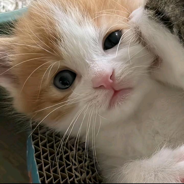 吃柠檬头像
