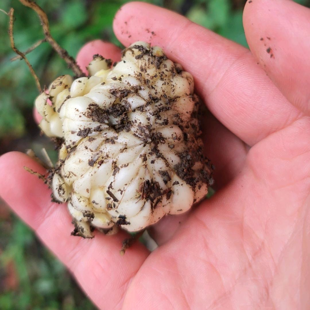 阿木特色农货店