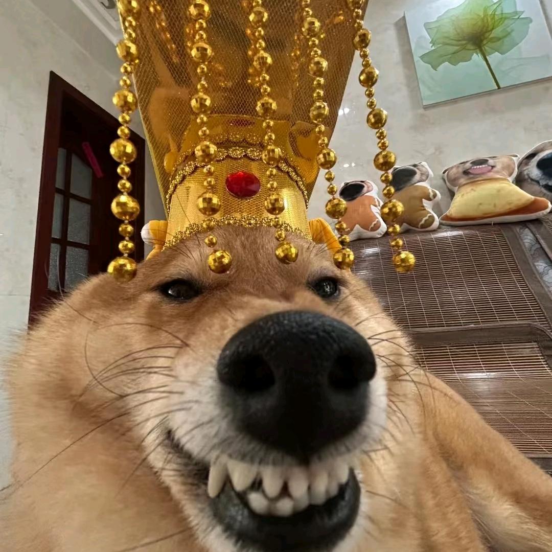 会飞的🐖头像