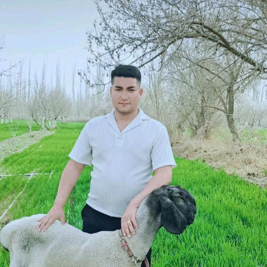 艾尔西丁的【刀郎羊】 🐑
