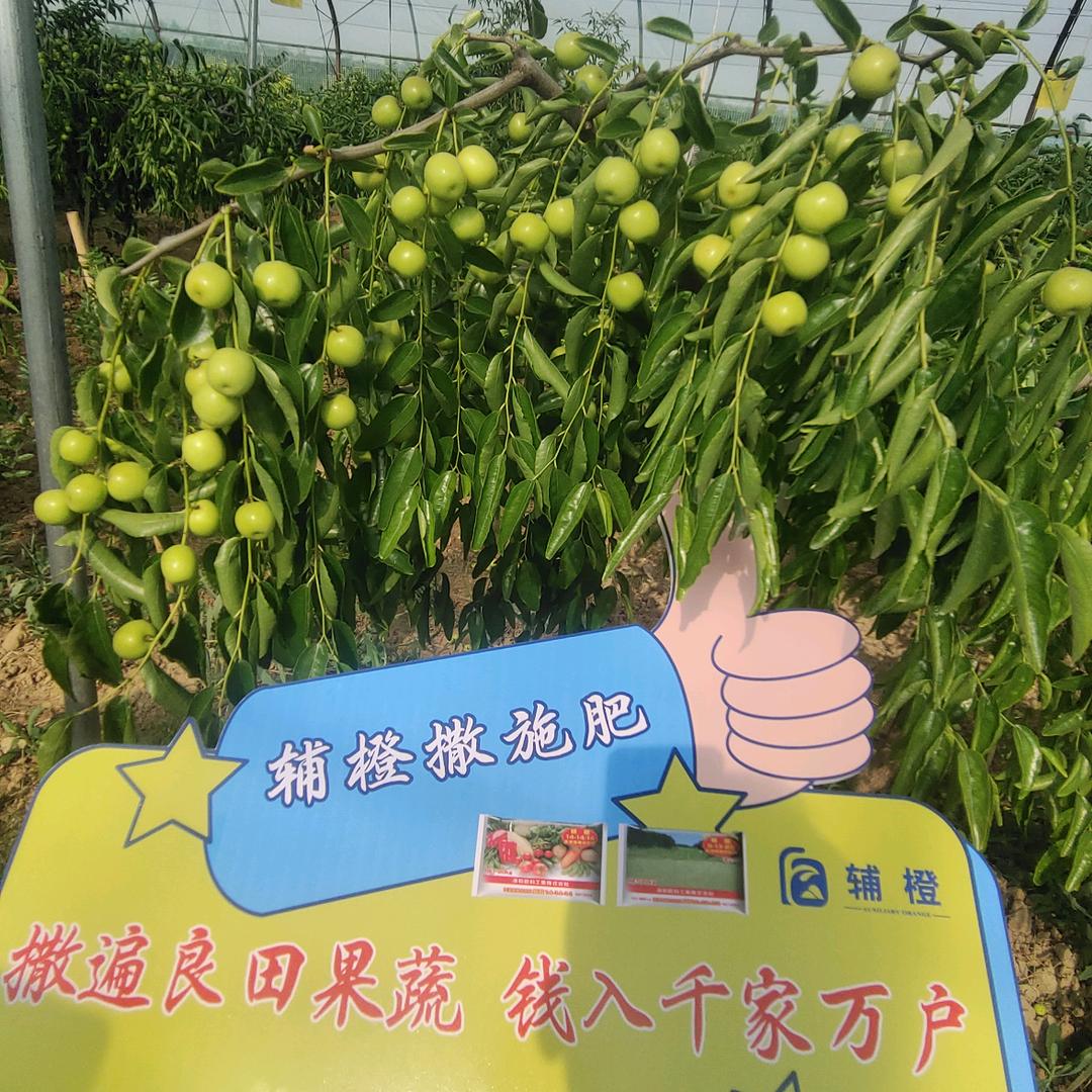壮壮来了（杨氏益农）