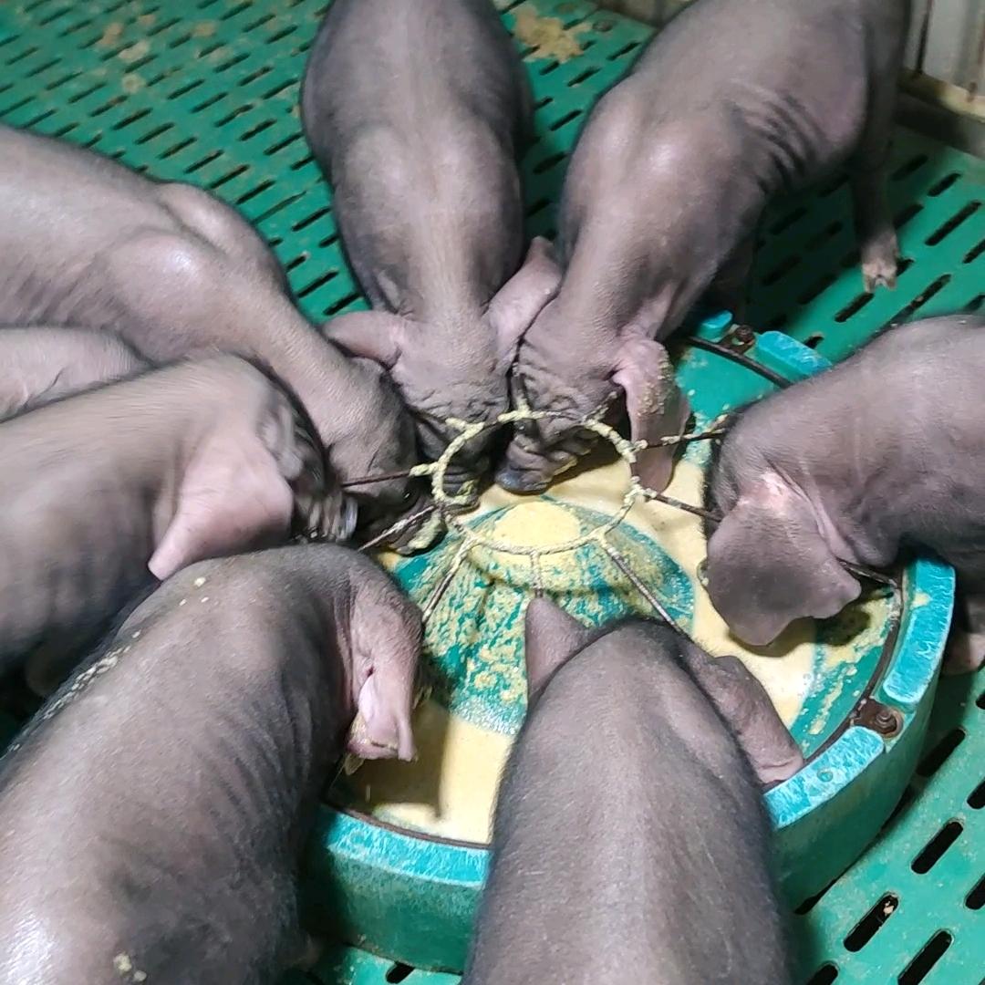 江苏太湖母猪养殖场