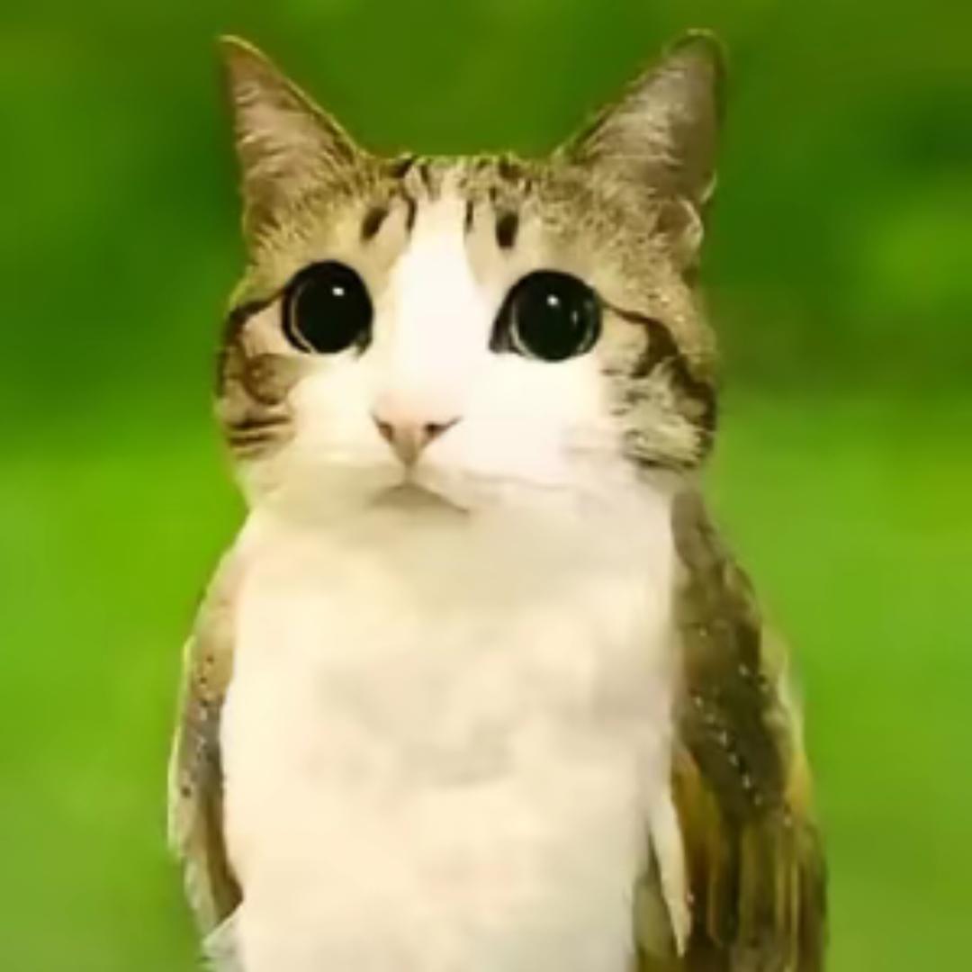 可爱的头猫鹰