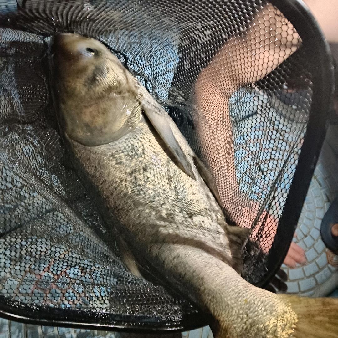 再见啦，李可乐