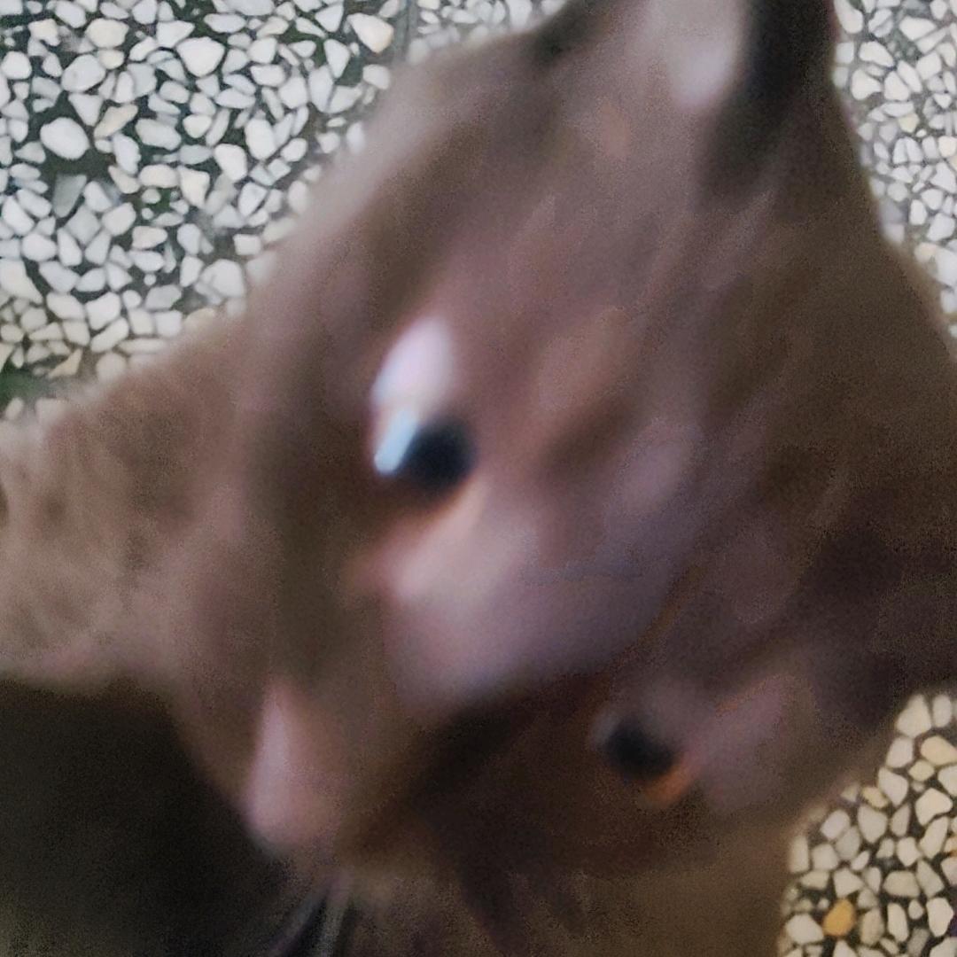 我有一只小猫咪：）