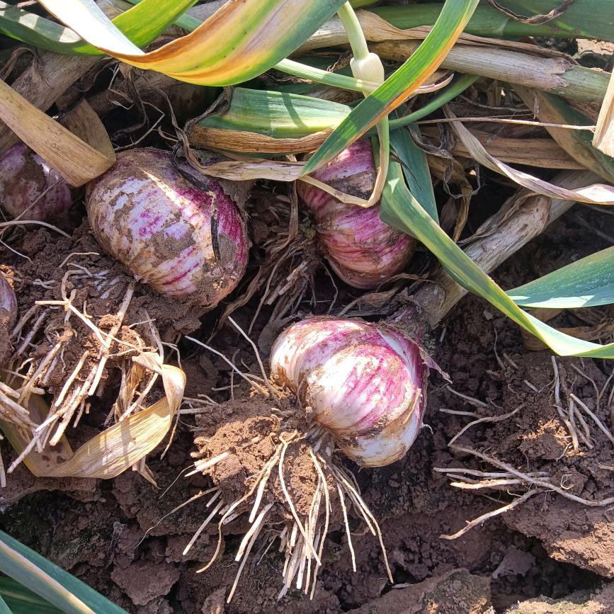 真诚到永远大蒜蒜苔回收