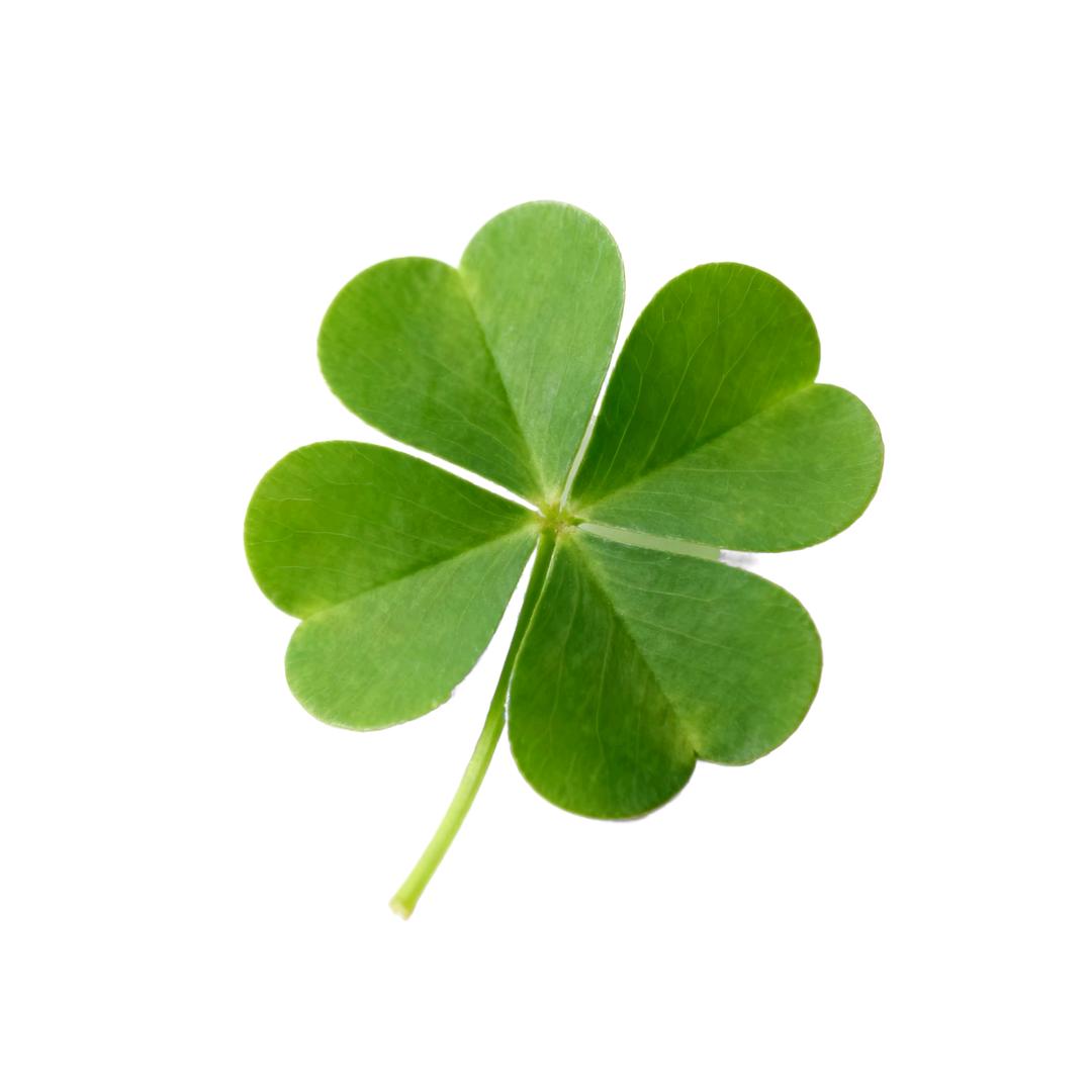 幸运草.🍀✨