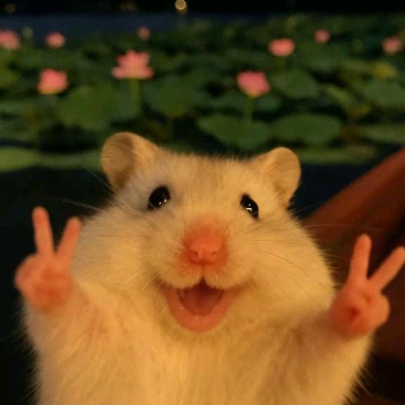 毛毛~