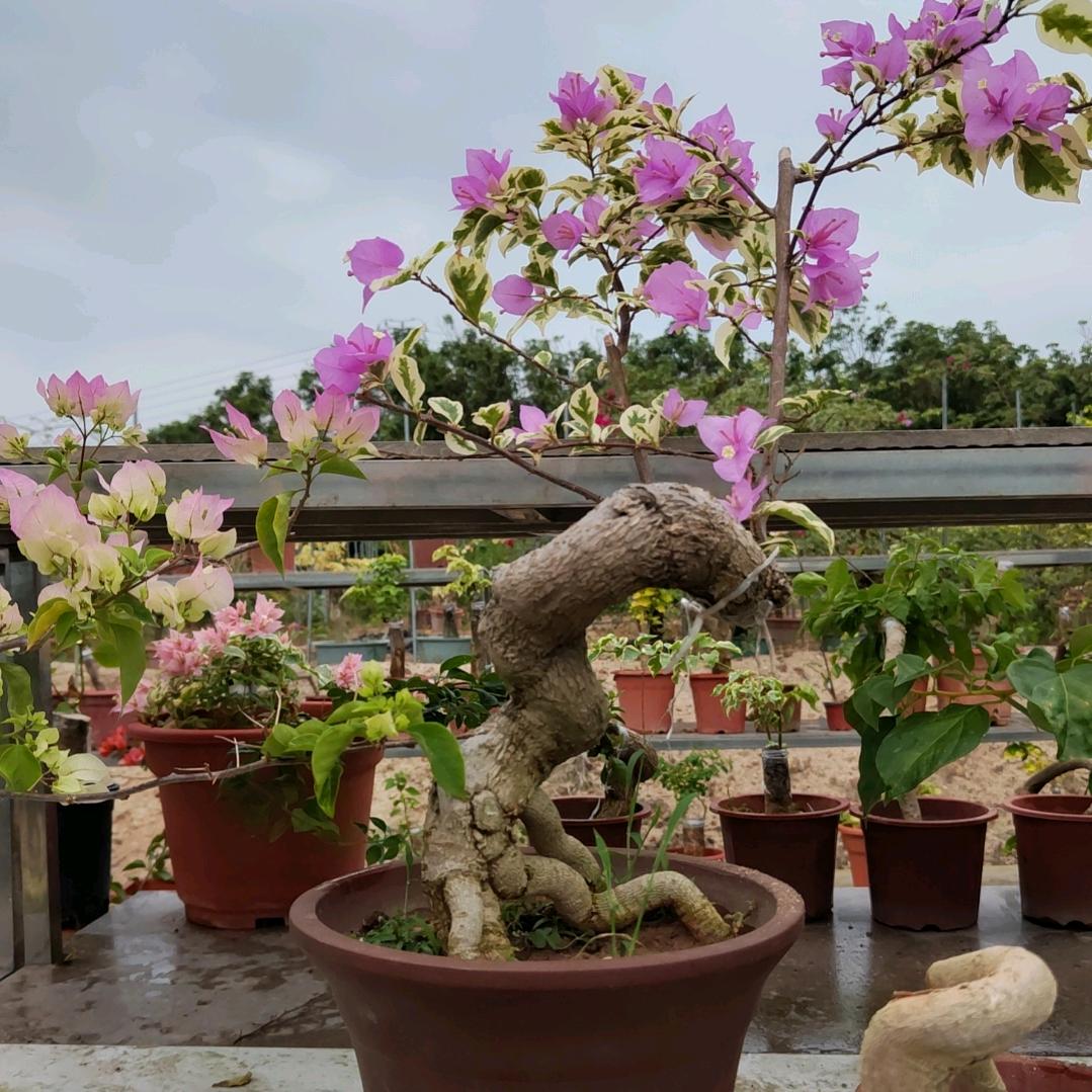 好景园艺（三角梅）