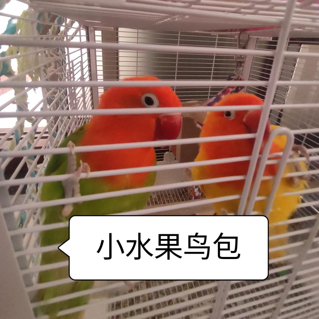 小水果鸟包🐦