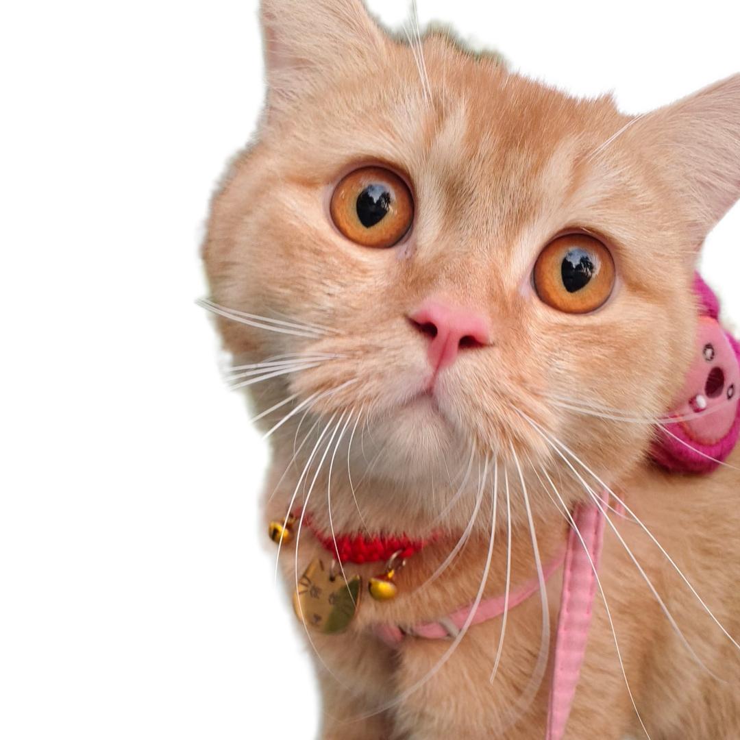 🚬ℒ信ℴ命ꦿ不认命