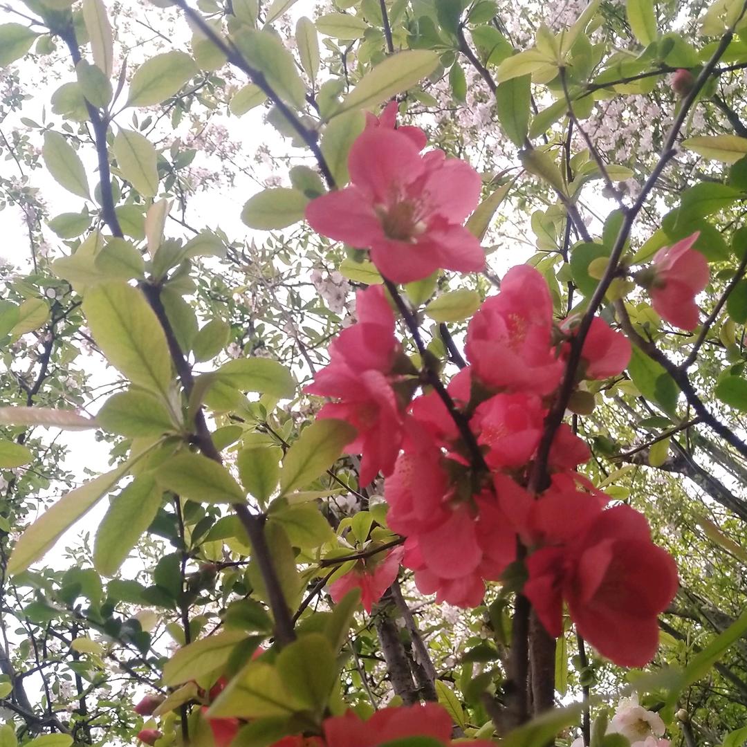 嫣然萧雨梅💐