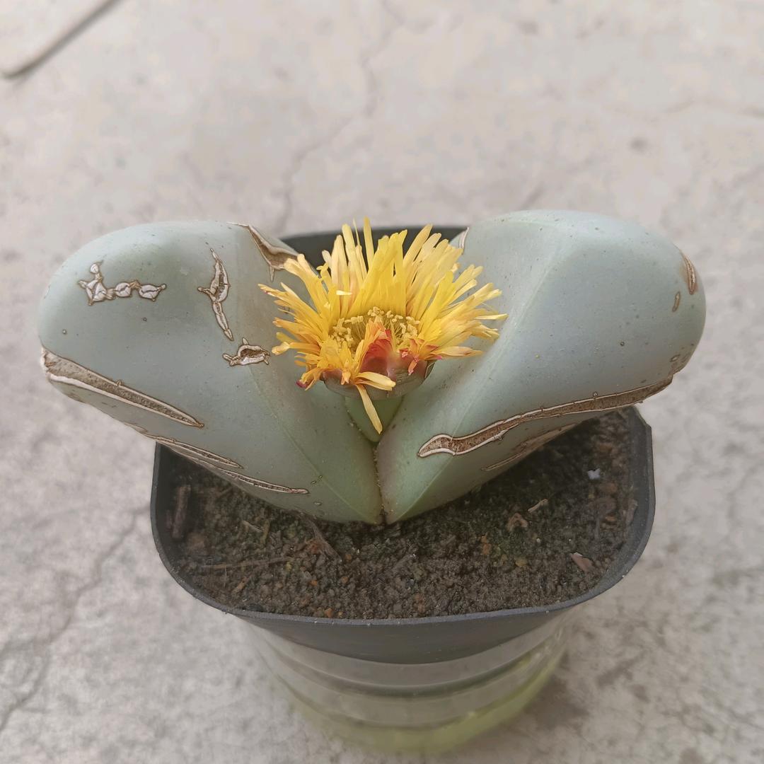 灵溪悦动