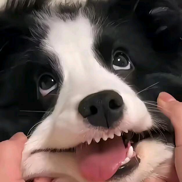 泡 泡