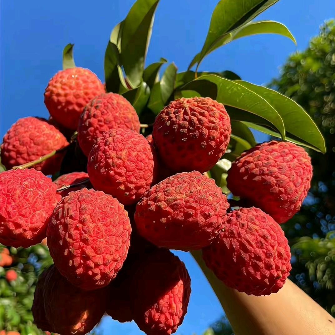 仙进奉荔枝发源地小陈