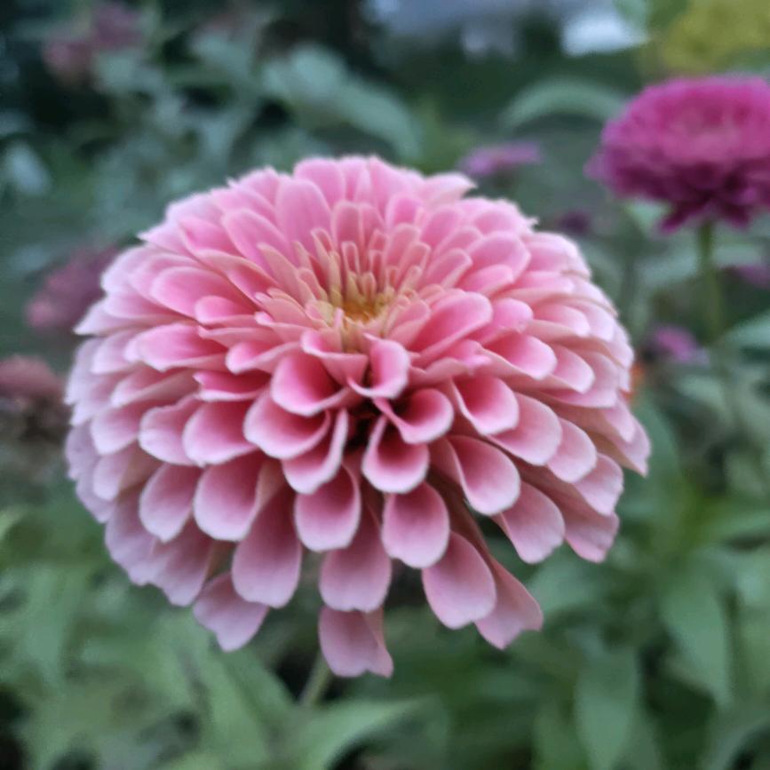 ℋღ᭄💕💖🍒燕