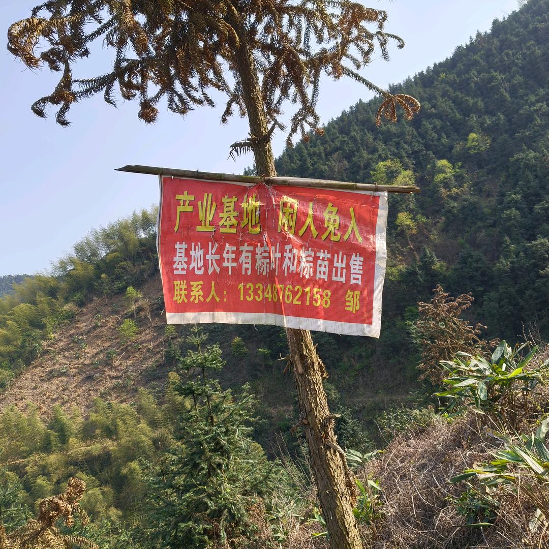 小邹~粽叶种植