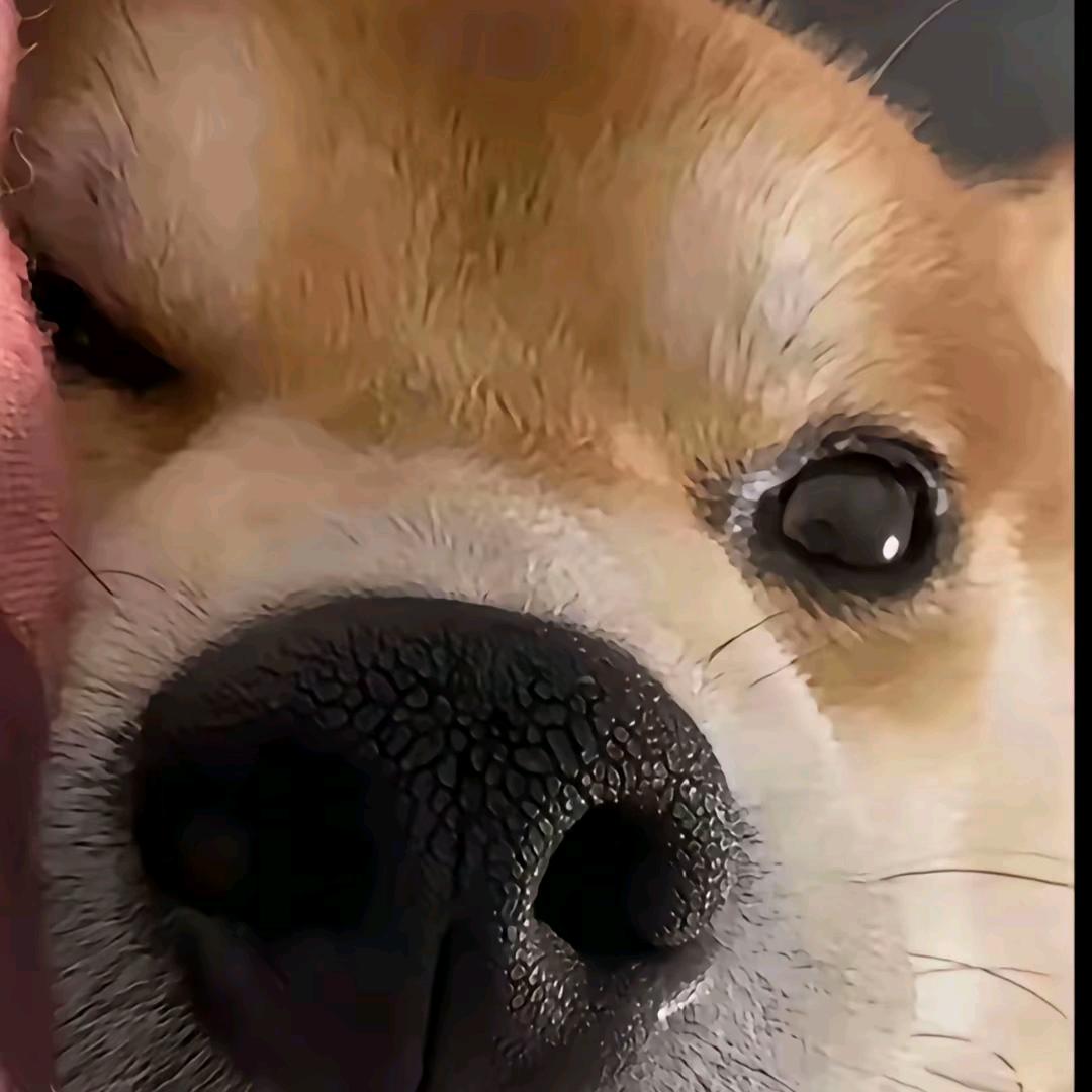 大带鱼