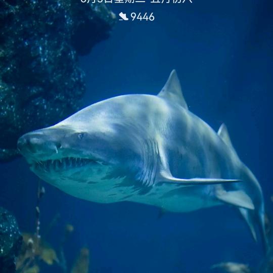 收售电动车以旧换新