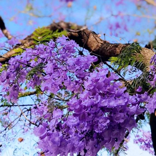 彩芸
