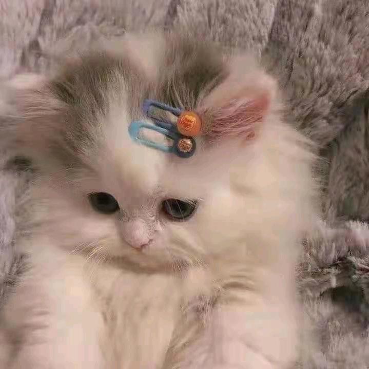赚够1000粉
