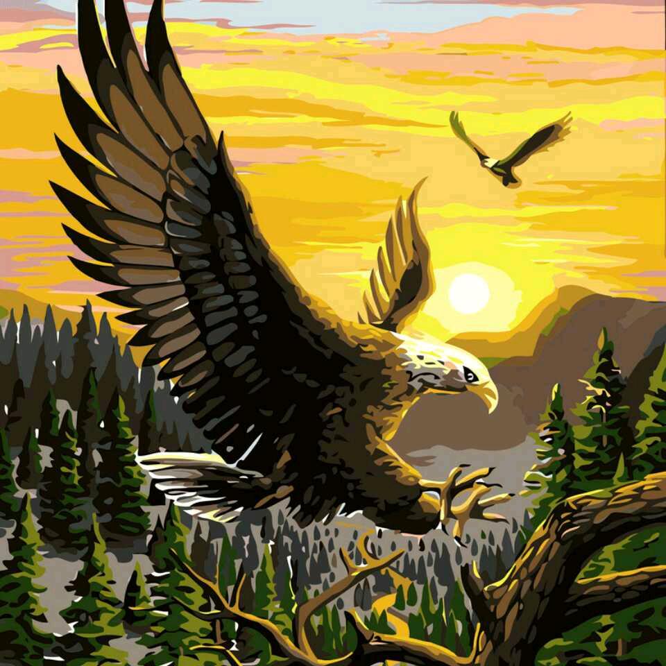 孤🦅鹰
