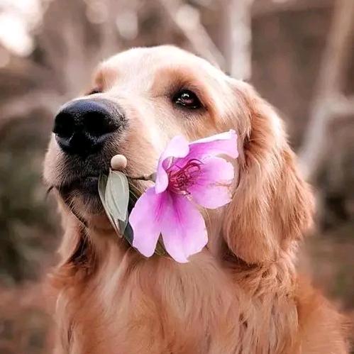 金毛拉不拉多犬