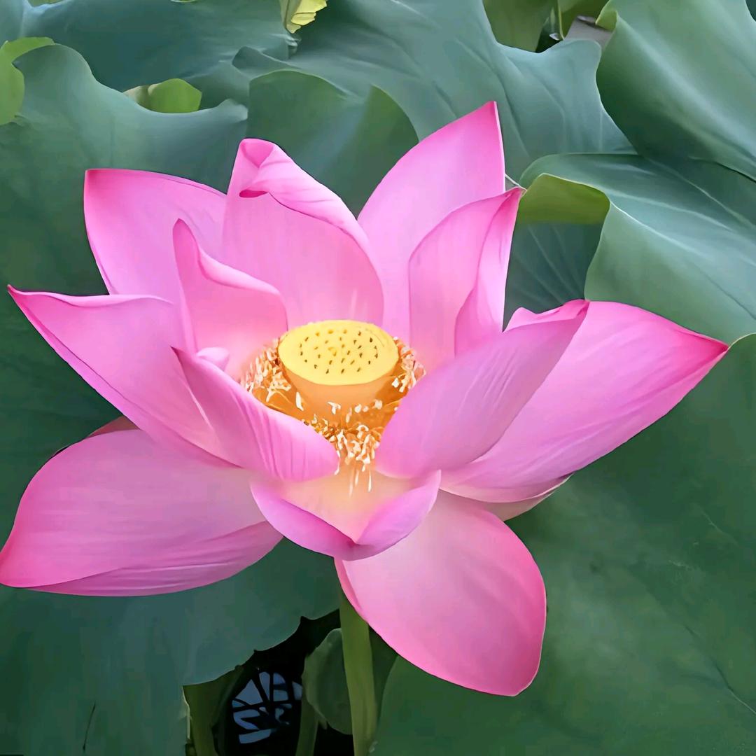 幸运姐