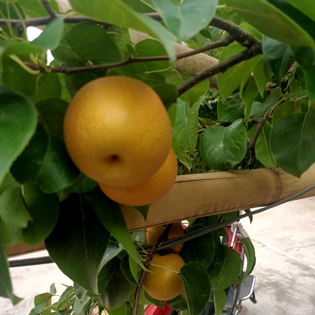 科技城$胡二哥$闯蓉